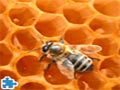 Biene auf Honigwabe Puzzle