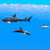1001 Spiele Delfin