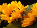 Jigsaw Puzzle: Sonnenblumen