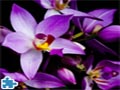 Wunderschöne Orchideen Puzzle